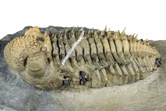 Spiny Drotops Armatus Trilobite - Mrakib, Morocco #334874